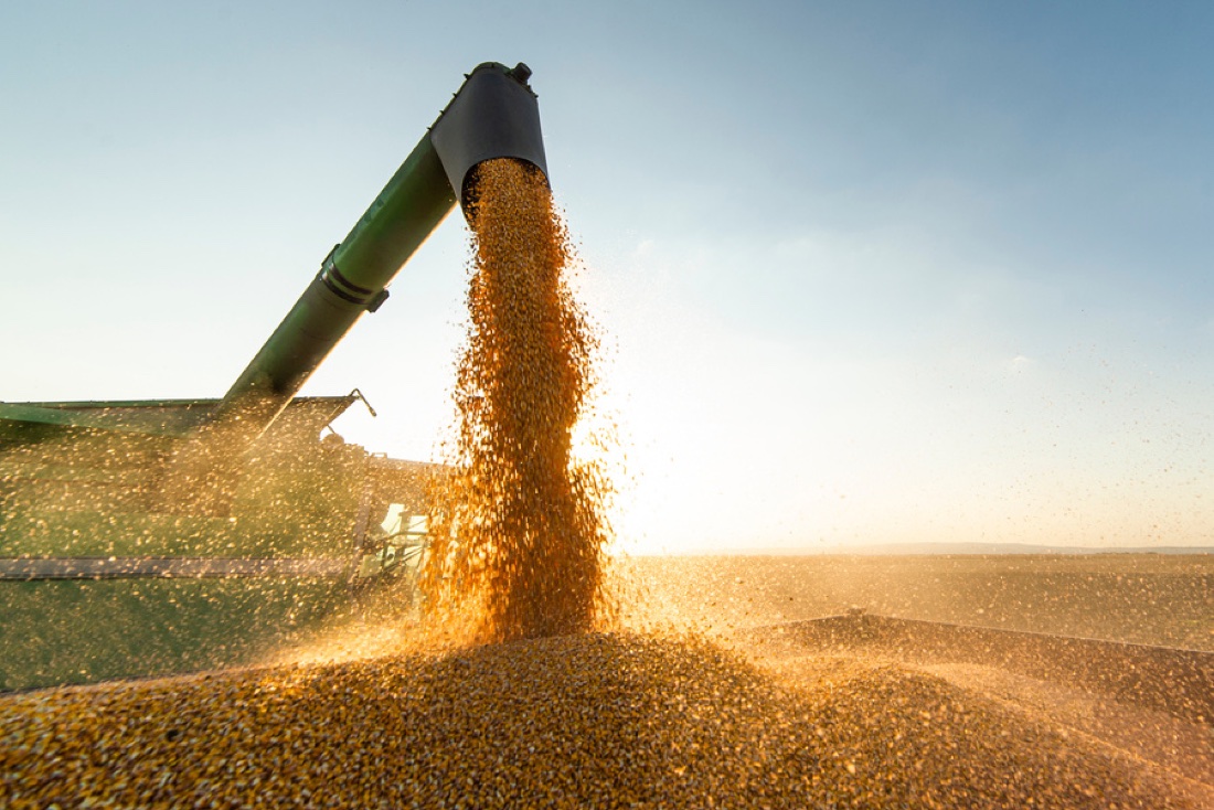 A grain auger pouring corn into a wagon at sunset